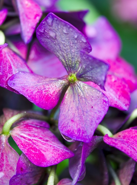 Late Season Hydrangea